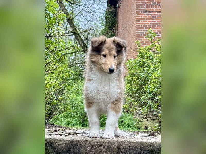 Colliewelpe im amerikanischen Typ