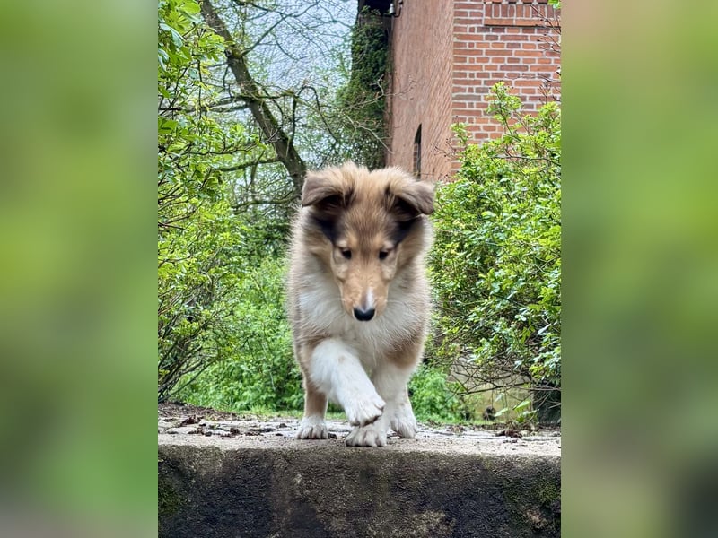 Colliewelpe im amerikanischen Typ