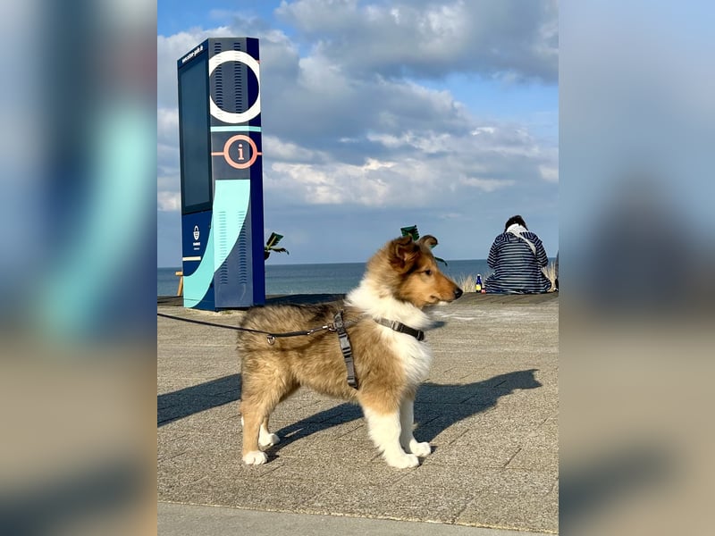Colliewelpen im amerikanischen Typ