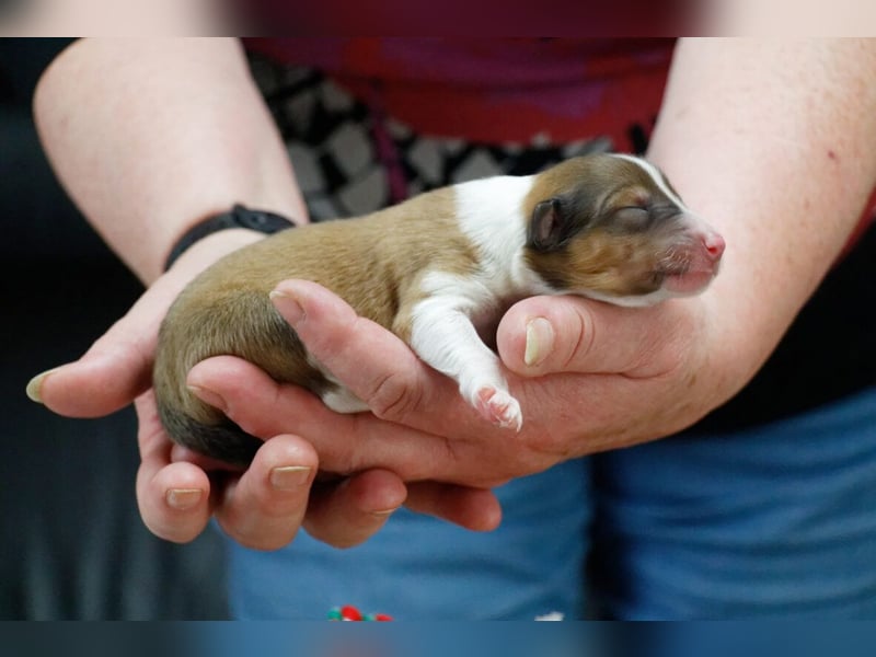 Traumhafte, vielversprechende Colliewelpen
