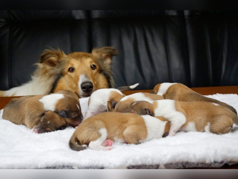 Traumhafte, vielversprechende Colliewelpen