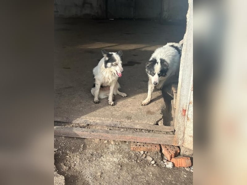 Ajuna, reserviert Husky-Collie Mix, verjagt und sich selbst überlassen