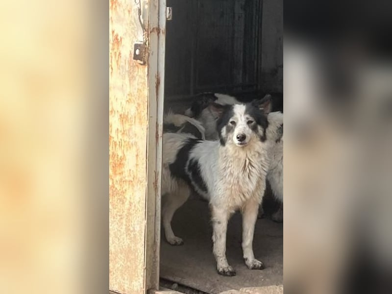 Ajuna, reserviert Husky-Collie Mix, verjagt und sich selbst überlassen