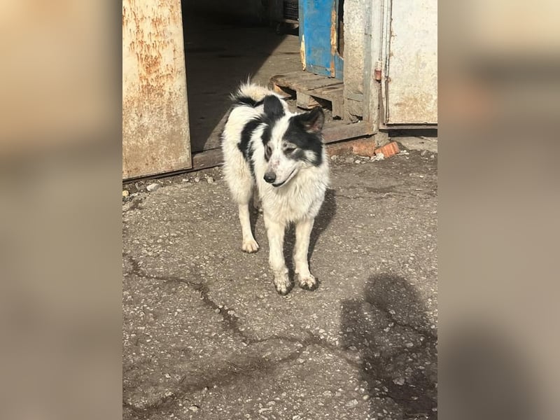 Ajuna, reserviert Husky-Collie Mix, verjagt und sich selbst überlassen