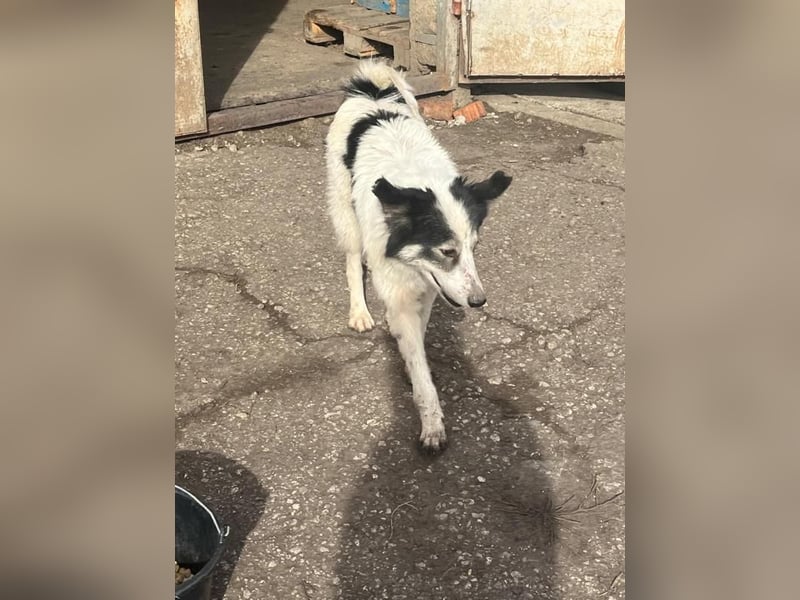 Ajuna, reserviert Husky-Collie Mix, verjagt und sich selbst überlassen