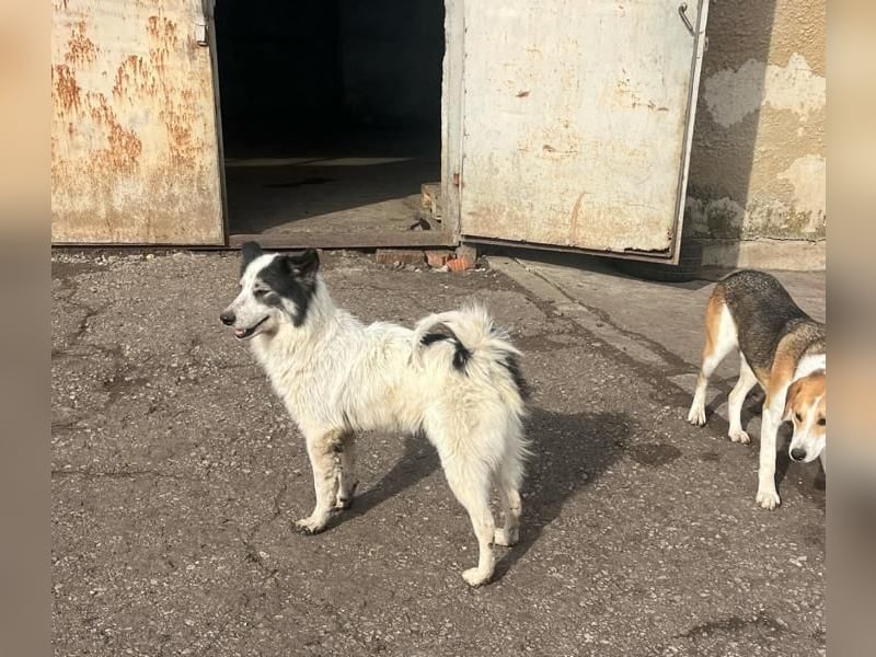 Ajuna, reserviert Husky-Collie Mix, verjagt und sich selbst überlassen