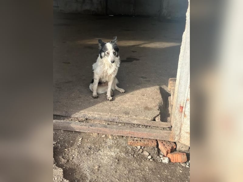 Ajuna, reserviert Husky-Collie Mix, verjagt und sich selbst überlassen