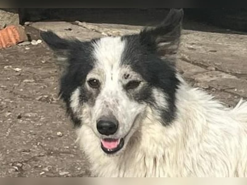 Ajuna, reserviert Husky-Collie Mix, verjagt und sich selbst überlassen