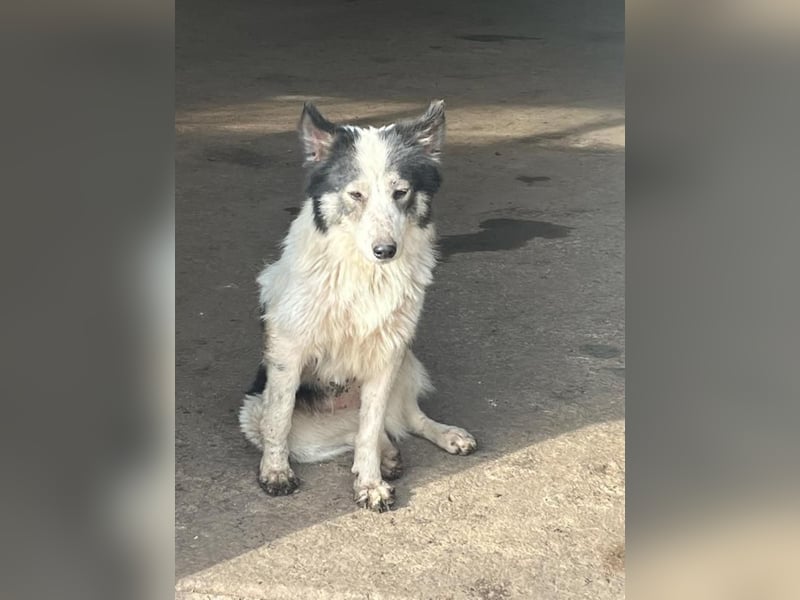 Ajuna, reserviert Husky-Collie Mix, verjagt und sich selbst überlassen