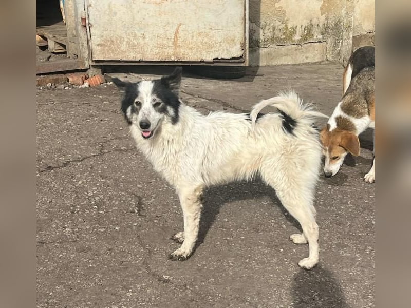 Ajuna, reserviert Husky-Collie Mix, verjagt und sich selbst überlassen