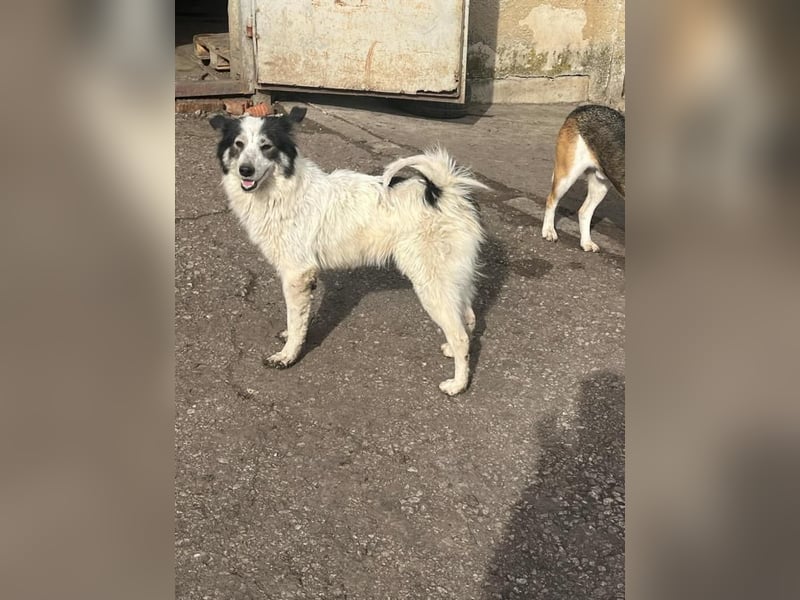 Ajuna, reserviert Husky-Collie Mix, verjagt und sich selbst überlassen