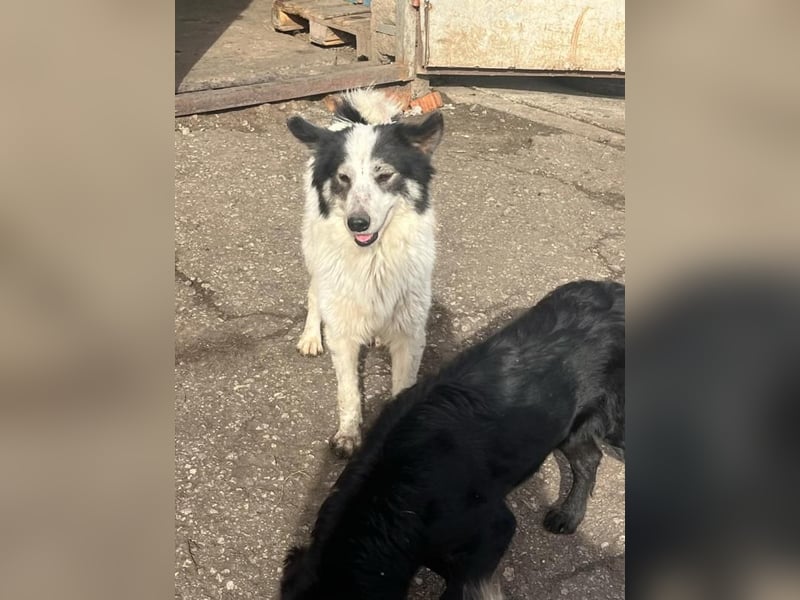 Ajuna, reserviert Husky-Collie Mix, verjagt und sich selbst überlassen