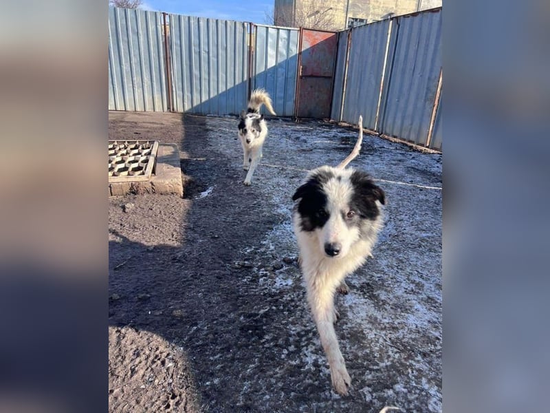 Ajuna, reserviert Husky-Collie Mix, verjagt und sich selbst überlassen