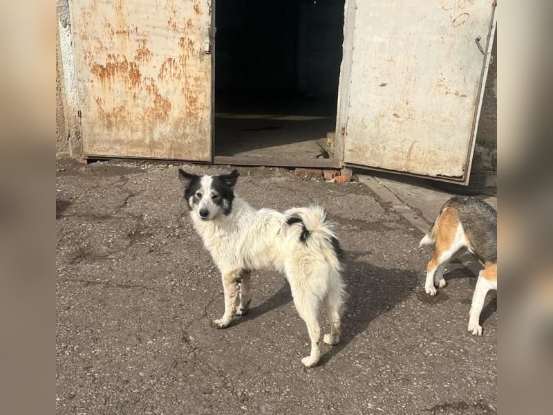 Ajuna, reserviert Husky-Collie Mix, verjagt und sich selbst überlassen