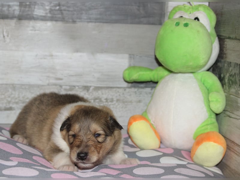 Colliewelpen in dark-sable und tricolour
