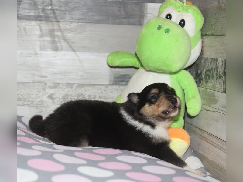 Colliewelpen in dark-sable und tricolour