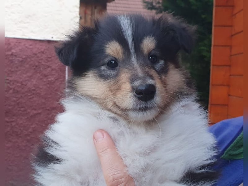 Collie Langhaarwelpen