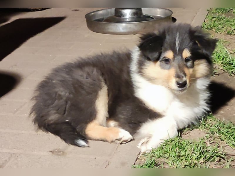 Collie Langhaarwelpen