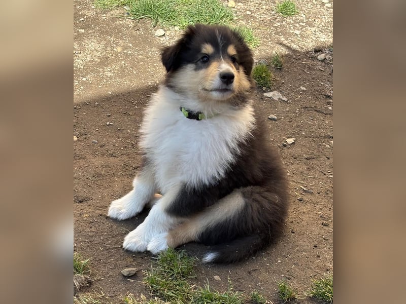 Collie Langhaarwelpen