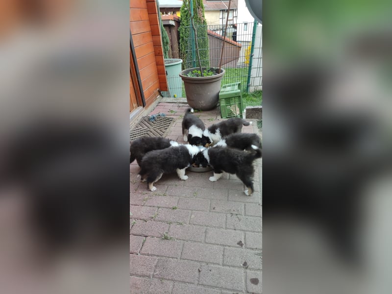 Collie Langhaarwelpen