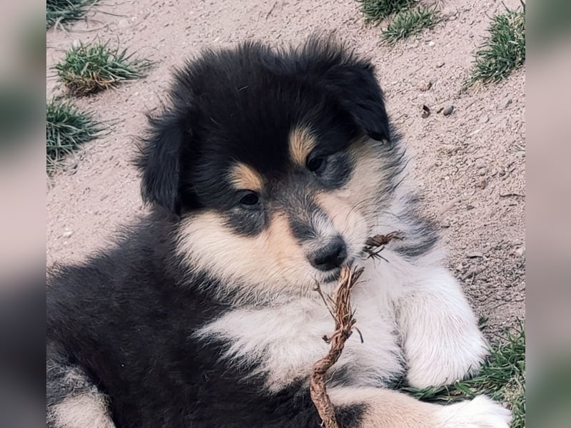 Collie Langhaarwelpen