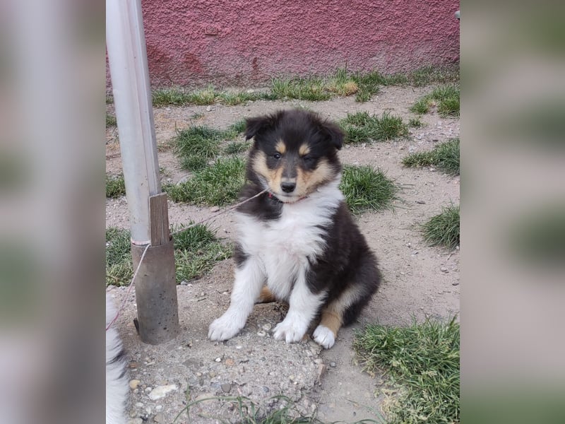 Collie Langhaarwelpen