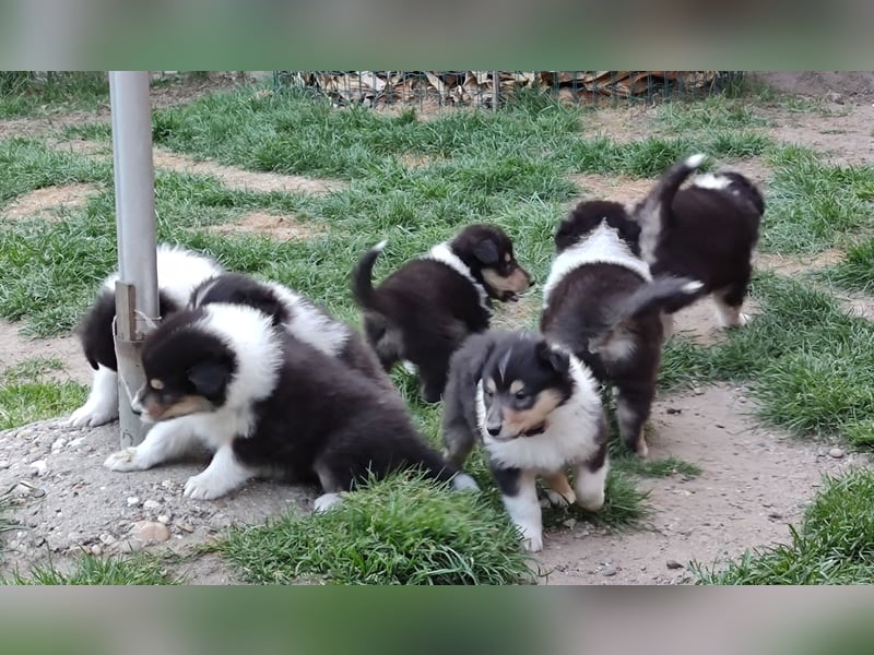 Collie Langhaarwelpen