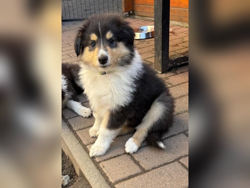 Collie Langhaarwelpen