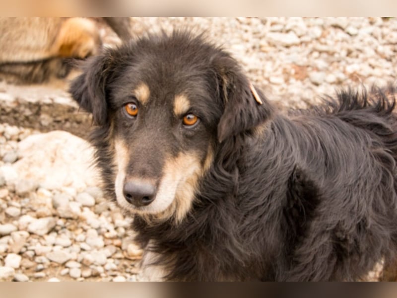 Bella - zierliche Collie-Aussie-Sheltie-Mix Hündin 