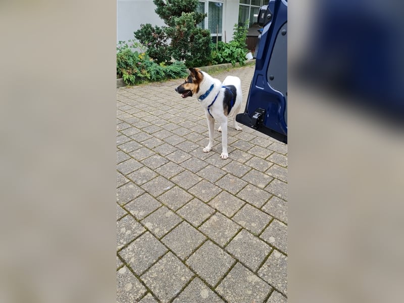Fröhliche Jessica, toller Mix, 11 Monate, sucht Zuhause