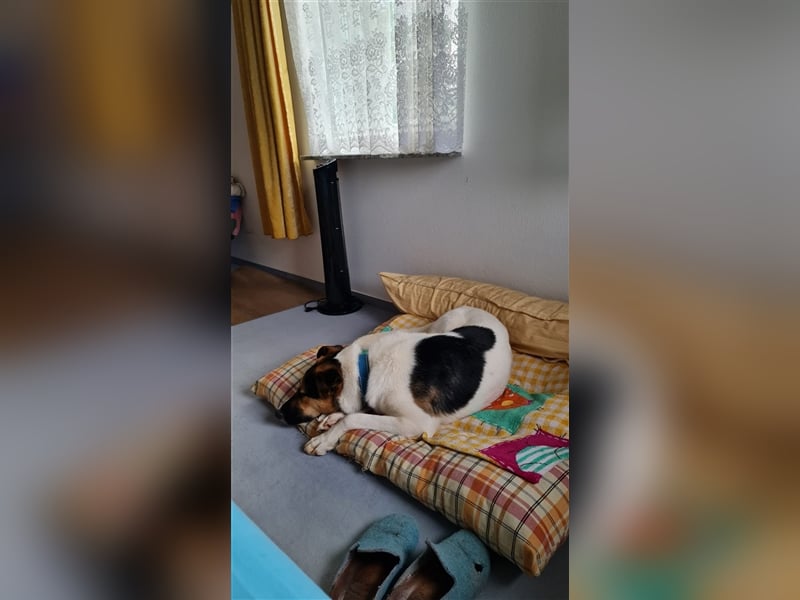 Fröhliche Jessica, toller Mix, 11 Monate, sucht Zuhause