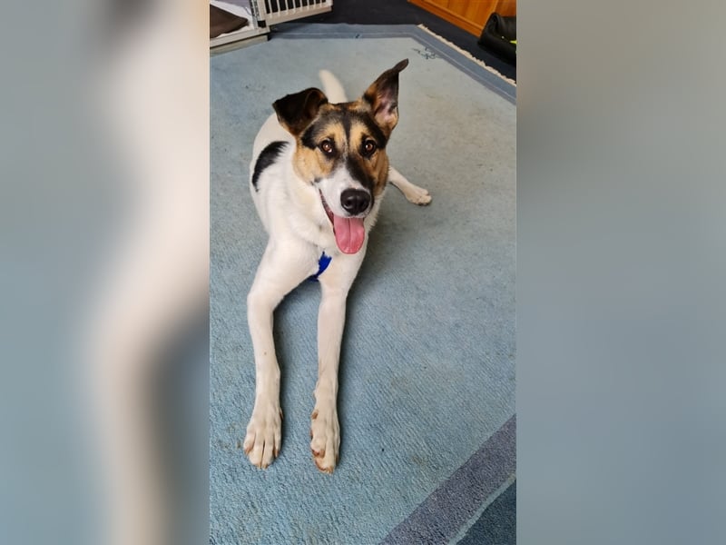 Fröhliche Jessica, toller Mix, 11 Monate, sucht Zuhause