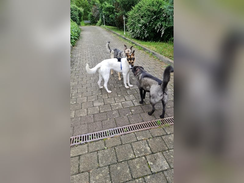 Fröhliche Jessica, toller Mix, 11 Monate, sucht Zuhause