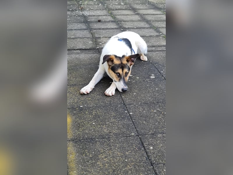 Fröhliche Jessica, toller Mix, 11 Monate, sucht Zuhause