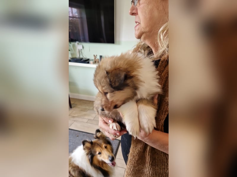 Colliewelpen englische Langhaar