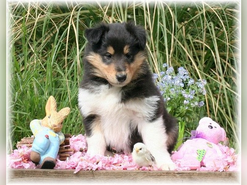 Langhaar Collie Rüde Welpe 8 Wochen in NRW amerikanische Linie VDH