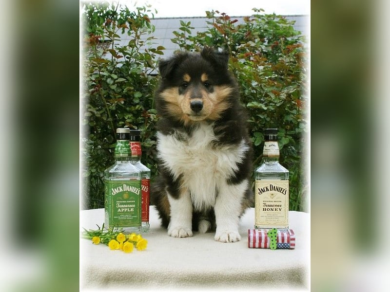 Langhaar Collie Rüde Welpe 8 Wochen in NRW amerikanische Linie VDH