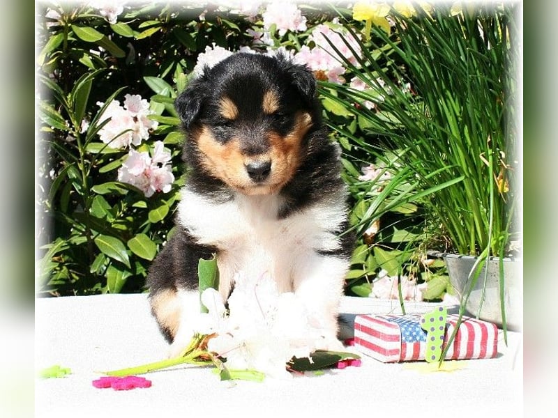 Langhaar Collie Rüde Welpe 8 Wochen in NRW amerikanische Linie VDH