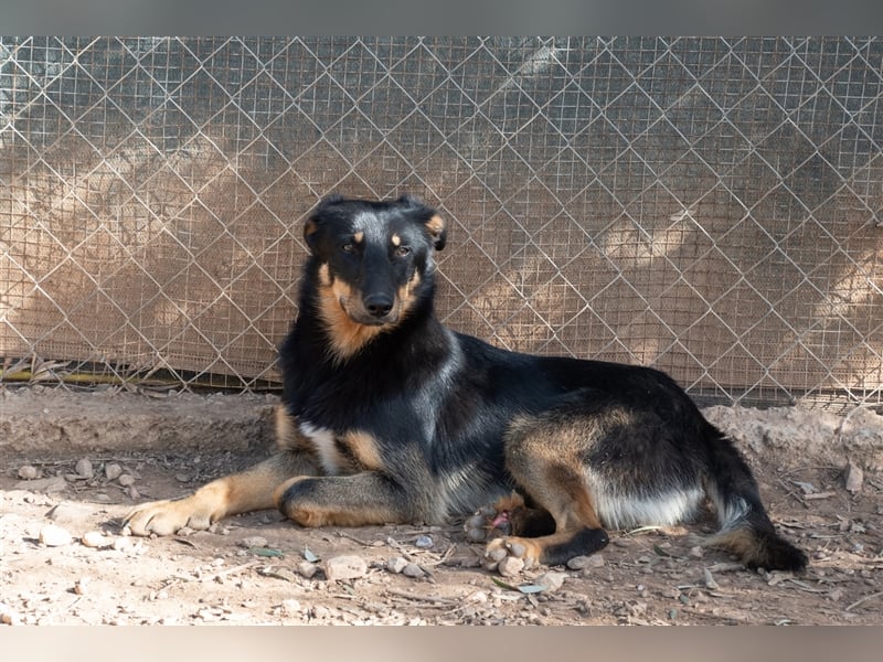 David-Vergessener Schatz will entdeckt werden-wartet im Tierheim 79312 Emmendingen