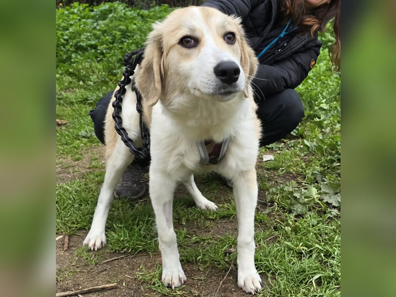 Buffy: sie liebt Menschen über alles