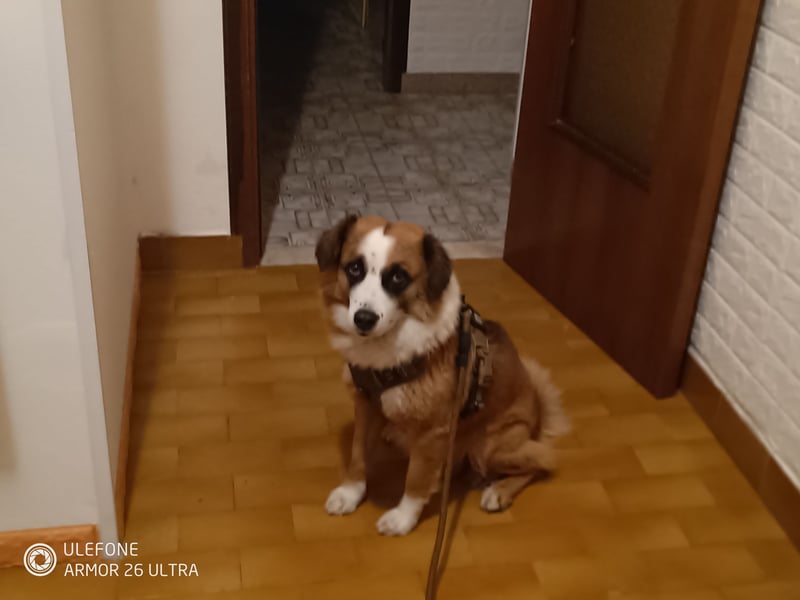 „Einzigartiger Hütehund-Typ – lebendes Erbe der Ägäis