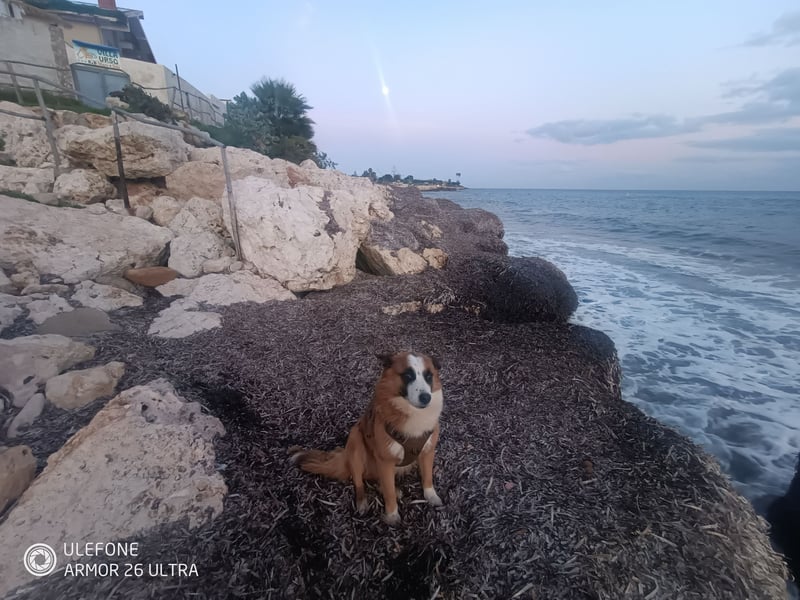 „Einzigartiger Hütehund-Typ – lebendes Erbe der Ägäis