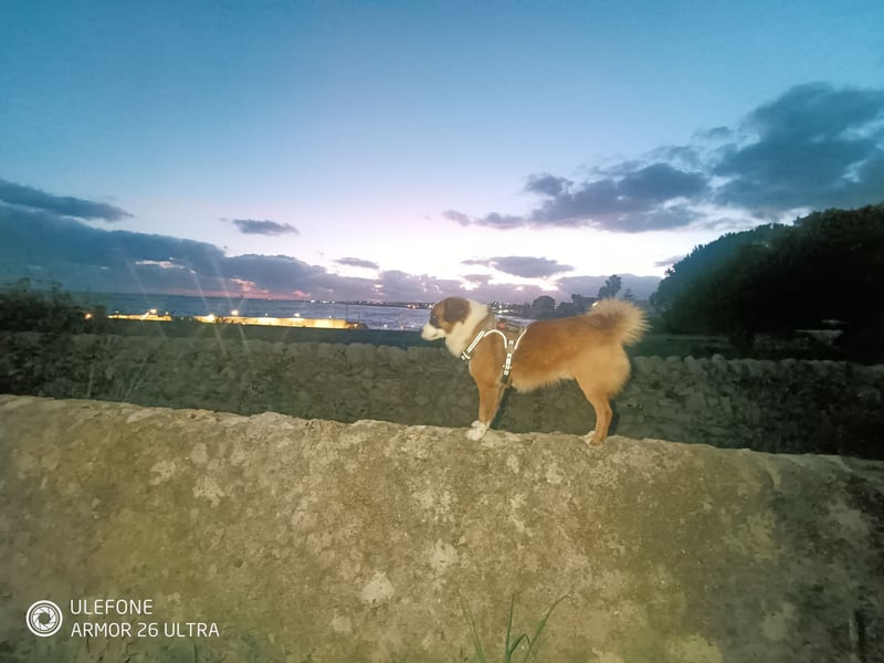 „Einzigartiger Hütehund-Typ – lebendes Erbe der Ägäis