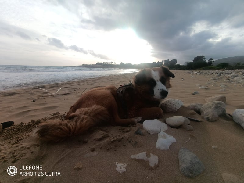 „Einzigartiger Hütehund-Typ – lebendes Erbe der Ägäis