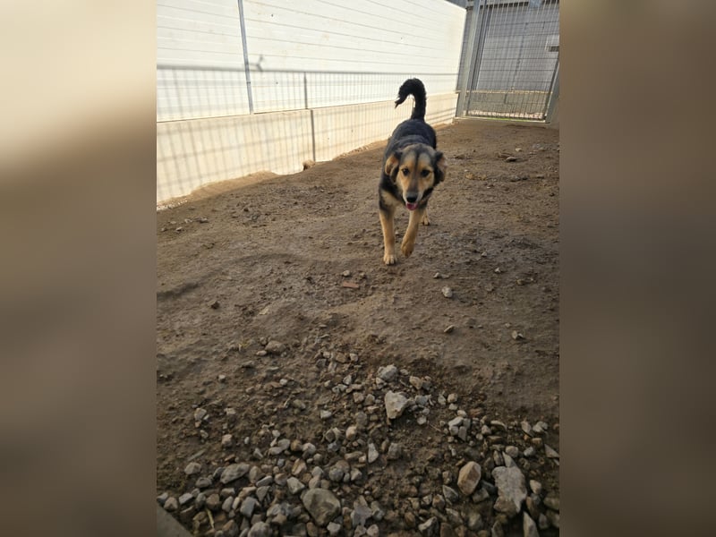 Bijou: verschmuste Junghündin freut sich auf Besuch