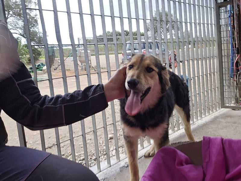 Bijou: verschmuste Junghündin freut sich auf Besuch