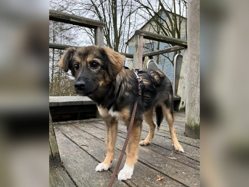 Daisy, aufgeweckt und lebensfroh