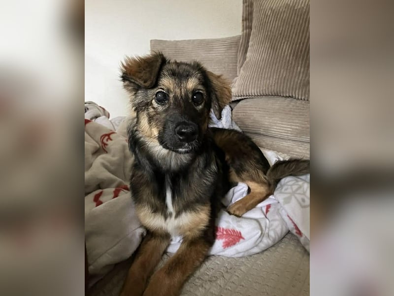 Daisy, aufgeweckt und lebensfroh