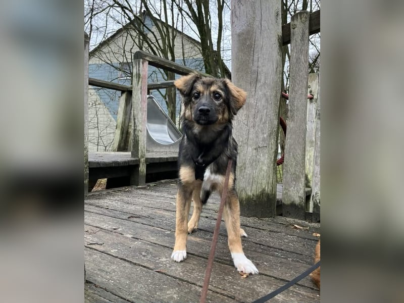 Daisy, aufgeweckt und lebensfroh