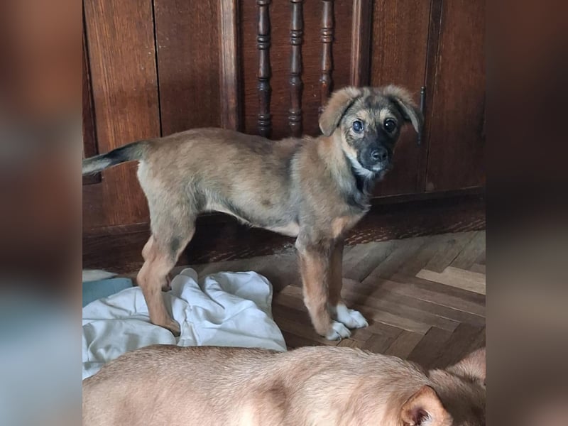 Daisy, aufgeweckt und lebensfroh